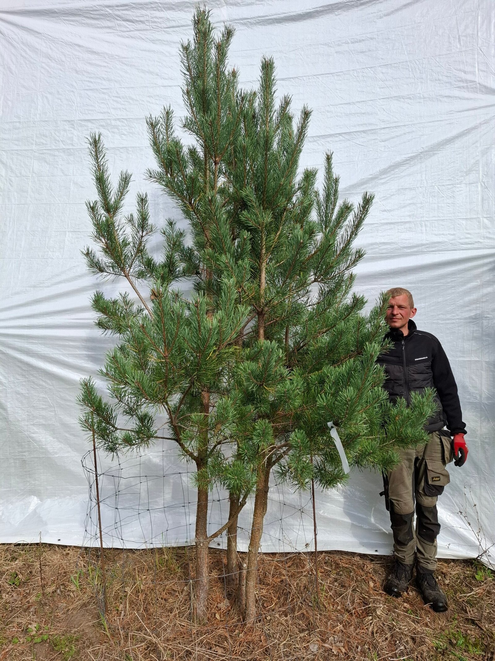 Flerstammet skovfyr – nr. 25-108 h