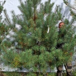 Skovfyr – nr. 25-110 g