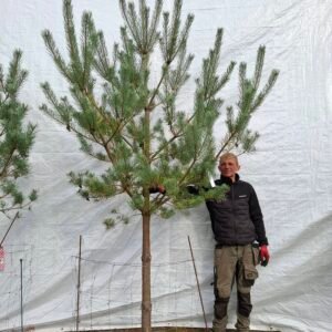 Skovfyr – nr. 25-111 f