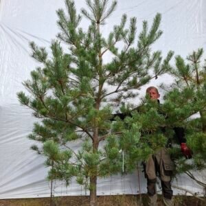 Skovfyr – nr. 25-119 g