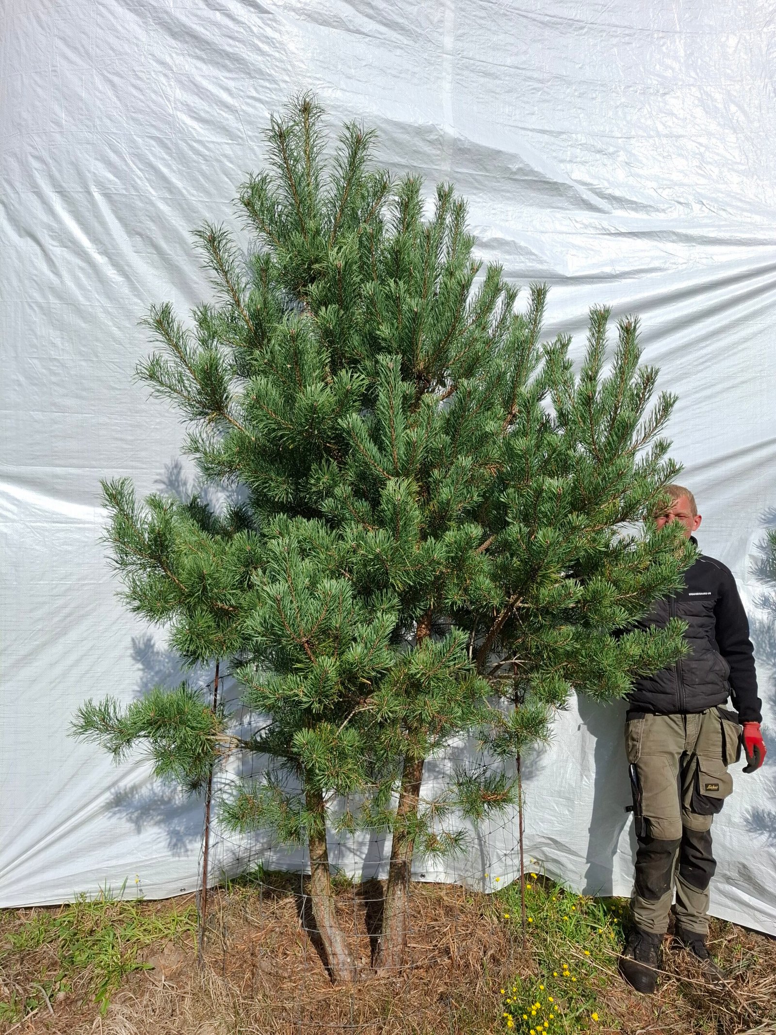 Flerstammet skovfyr – nr. 25-120 j