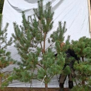 Skovfyr – nr. 25-121 f