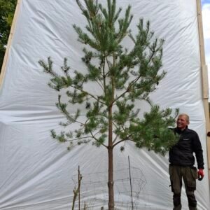 Skovfyr – nr. 25-122 f