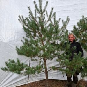 Skovfyr – nr. 25-124 f