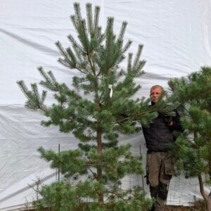 Skovfyr – nr. 25-125 f