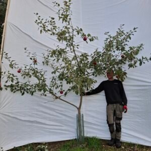 Æbletræ (Rød Aroma) A2 – nr. 25-131 A