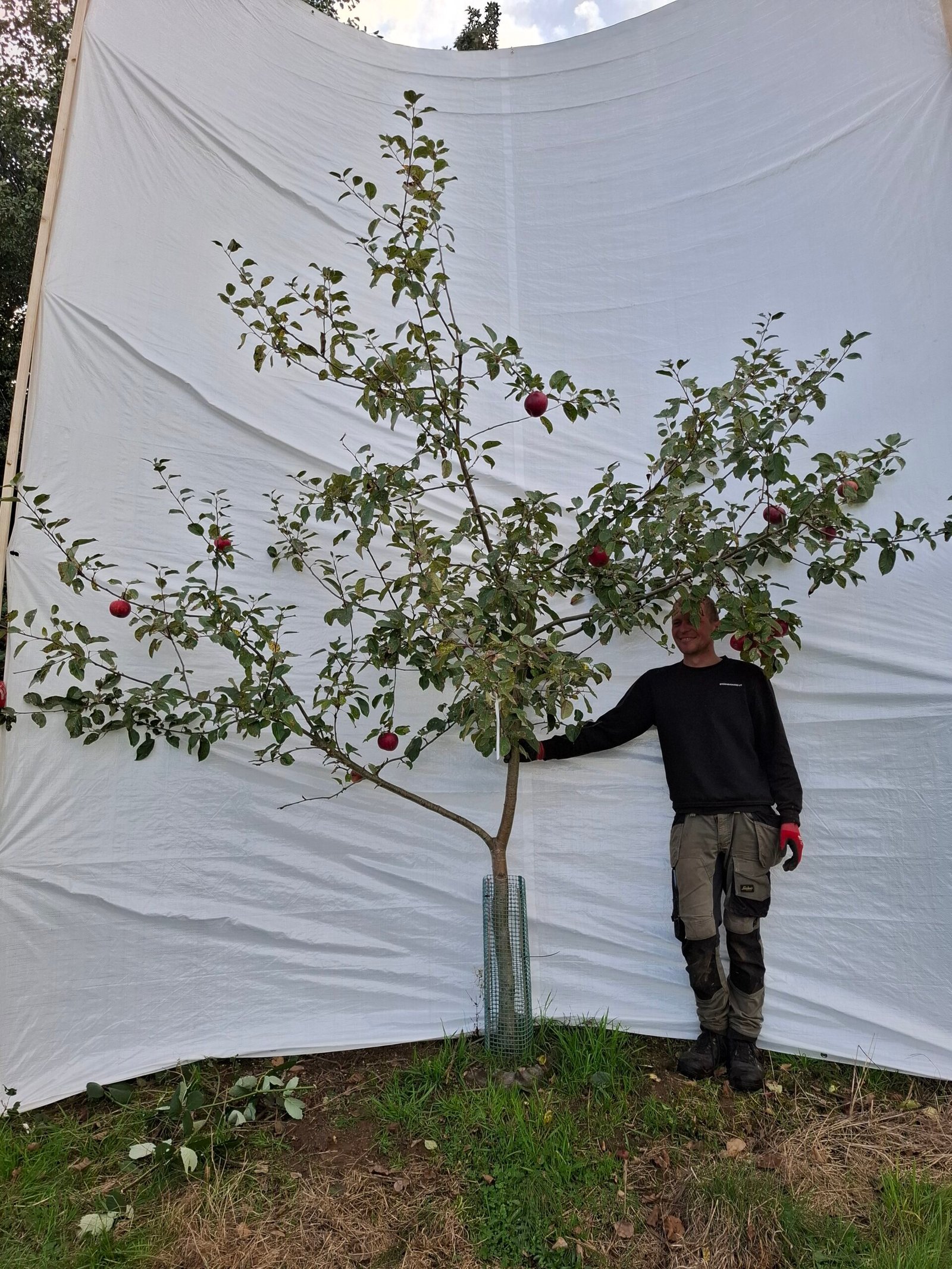 Æbletræ (Rød Aroma) A2 – nr. 25-131 A