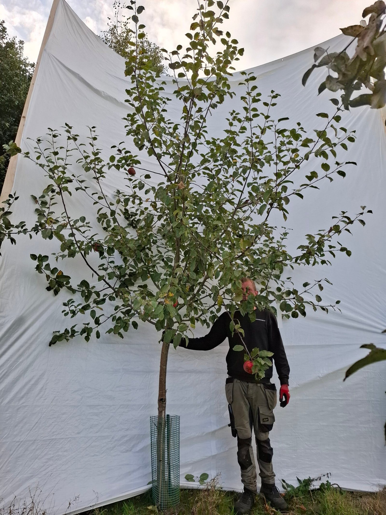 Æbletræ (Rød Aroma) A2 – nr. 25-132 A