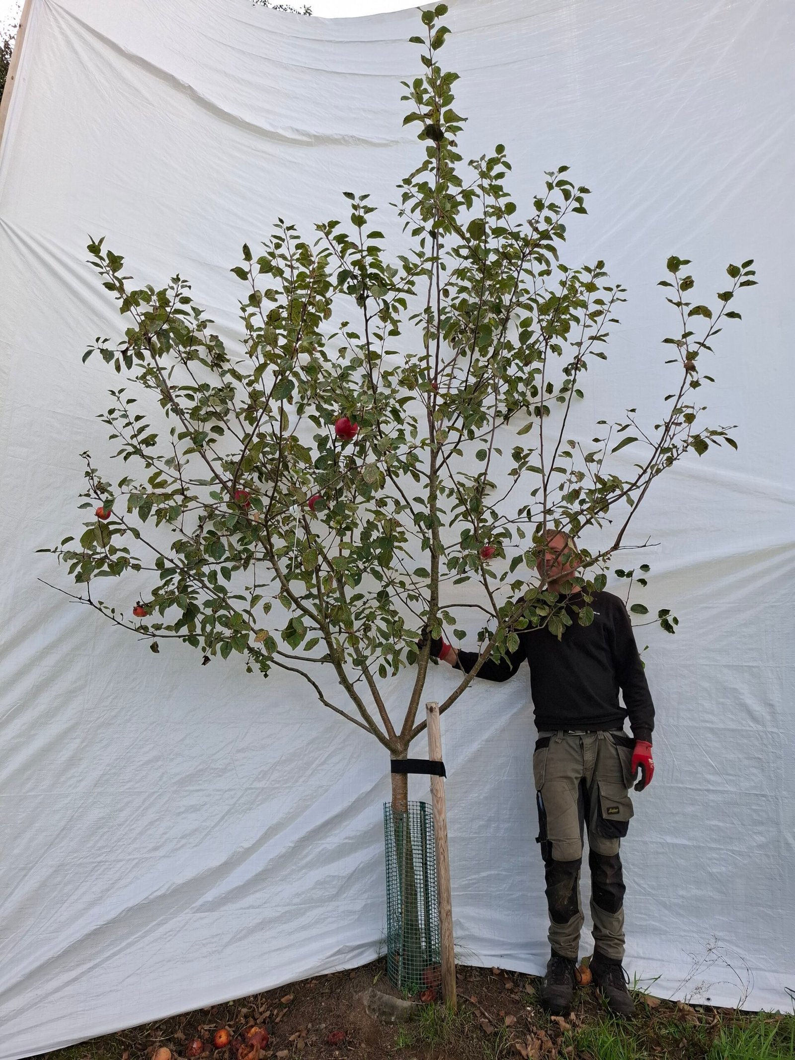 Æbletræ (Rød Aroma) A2 – nr. 25-133 A