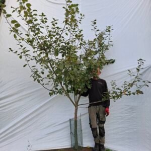 Æbletræ (Rød Aroma) A2 – nr. 25-134 A