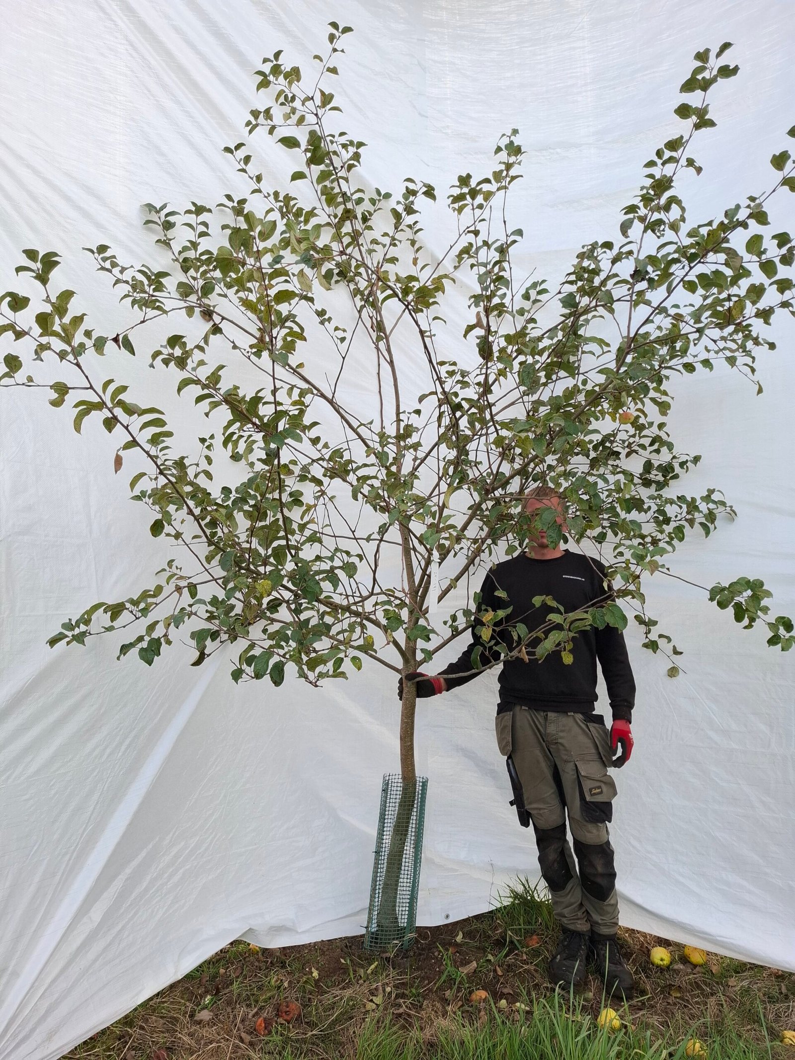 Æbletræ (Filippa) A2 – nr. 25-141 C