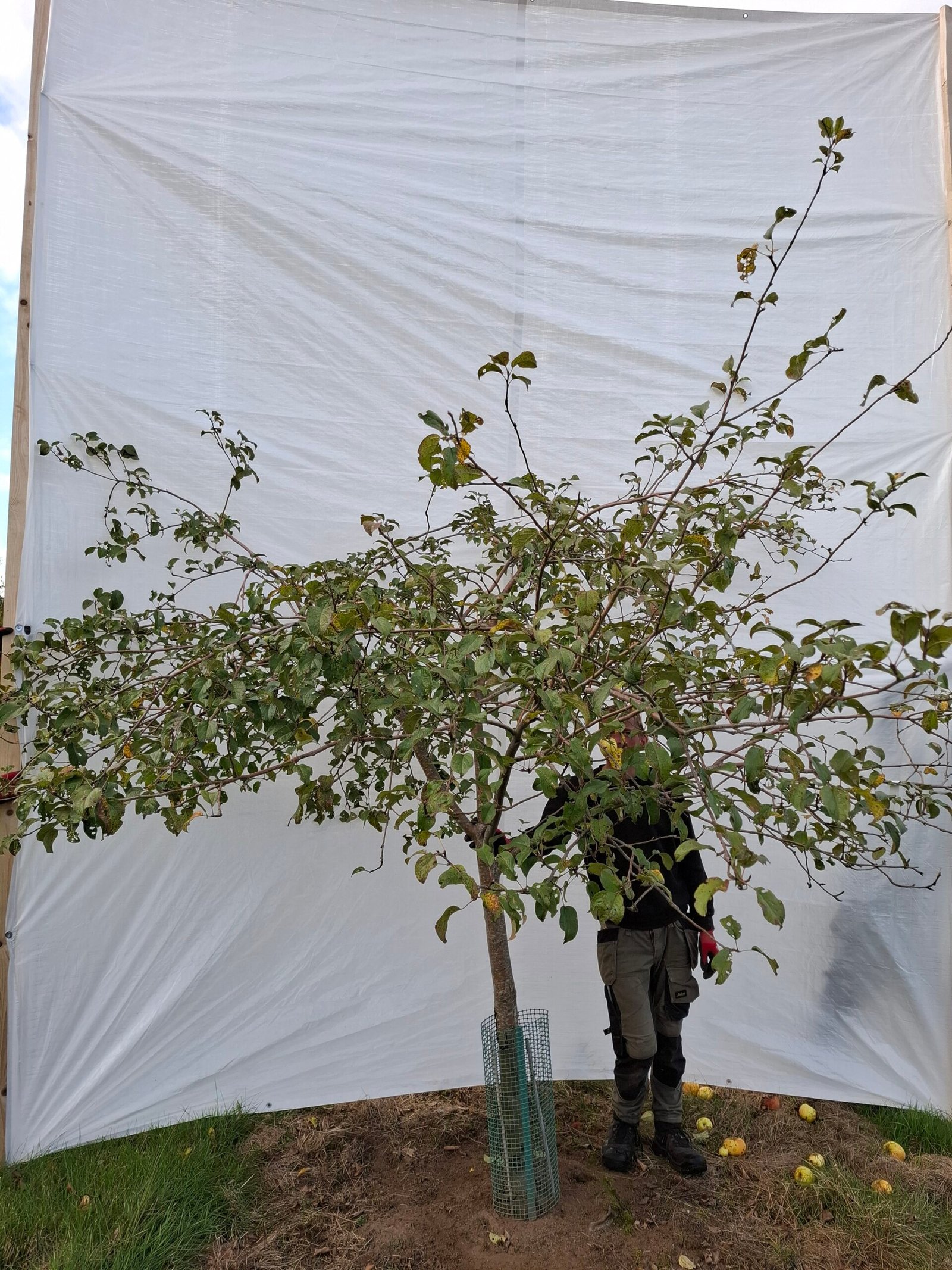 Æbletræ (Filippa) A2 – nr. 25-143 C