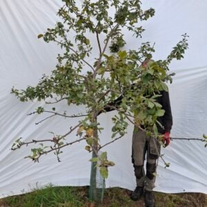 Æbletræ (Rød Ananas) A2 – nr. 25-144 D