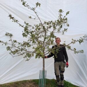 Æbletræ (Rød Ananas) A2 – nr. 25-145 D