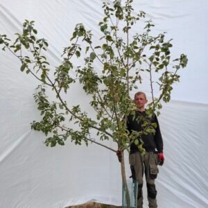 Æbletræ (Rød Ananas) A2 – nr. 25-146 D