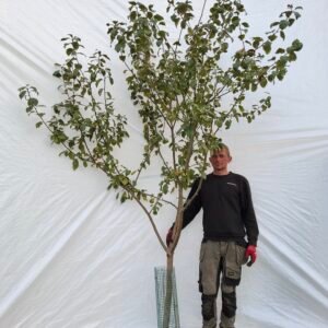 Æbletræ (Rød Ananas) A2 – nr. 25-147 D