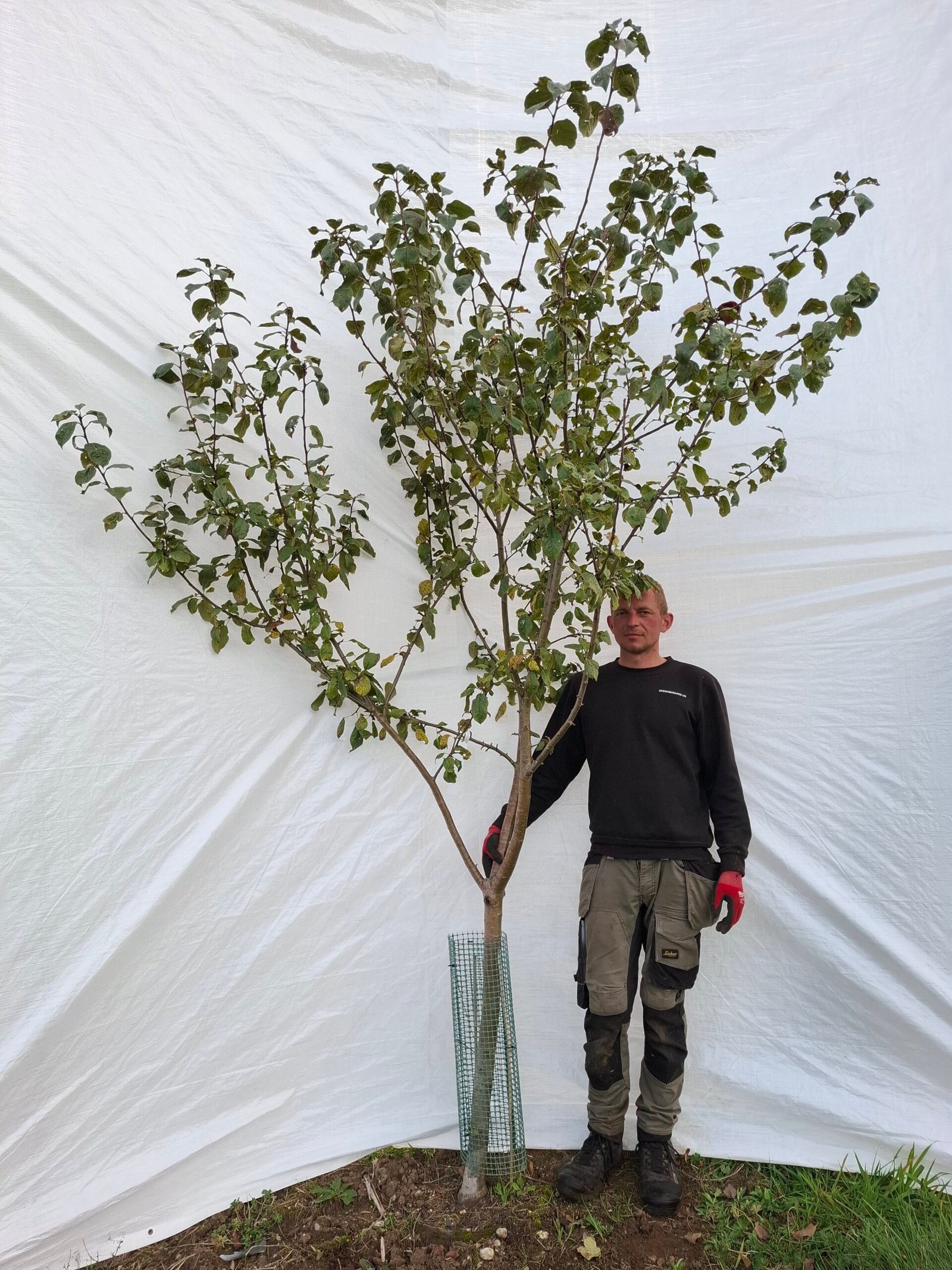 Æbletræ (Rød Ananas) A2 – nr. 25-147 D