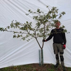 Æbletræ (Rød Ananas) MM106 – nr. 25-155 e