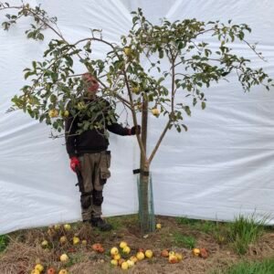 Æbletræ (Filippa) MM106 – nr. 25-160 f