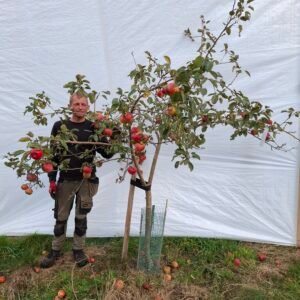 Æbletræ (Rød Aroma) MM106 – nr. 25-163 g