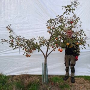 Æbletræ (Elstar) MM106 – nr. 25-166 h