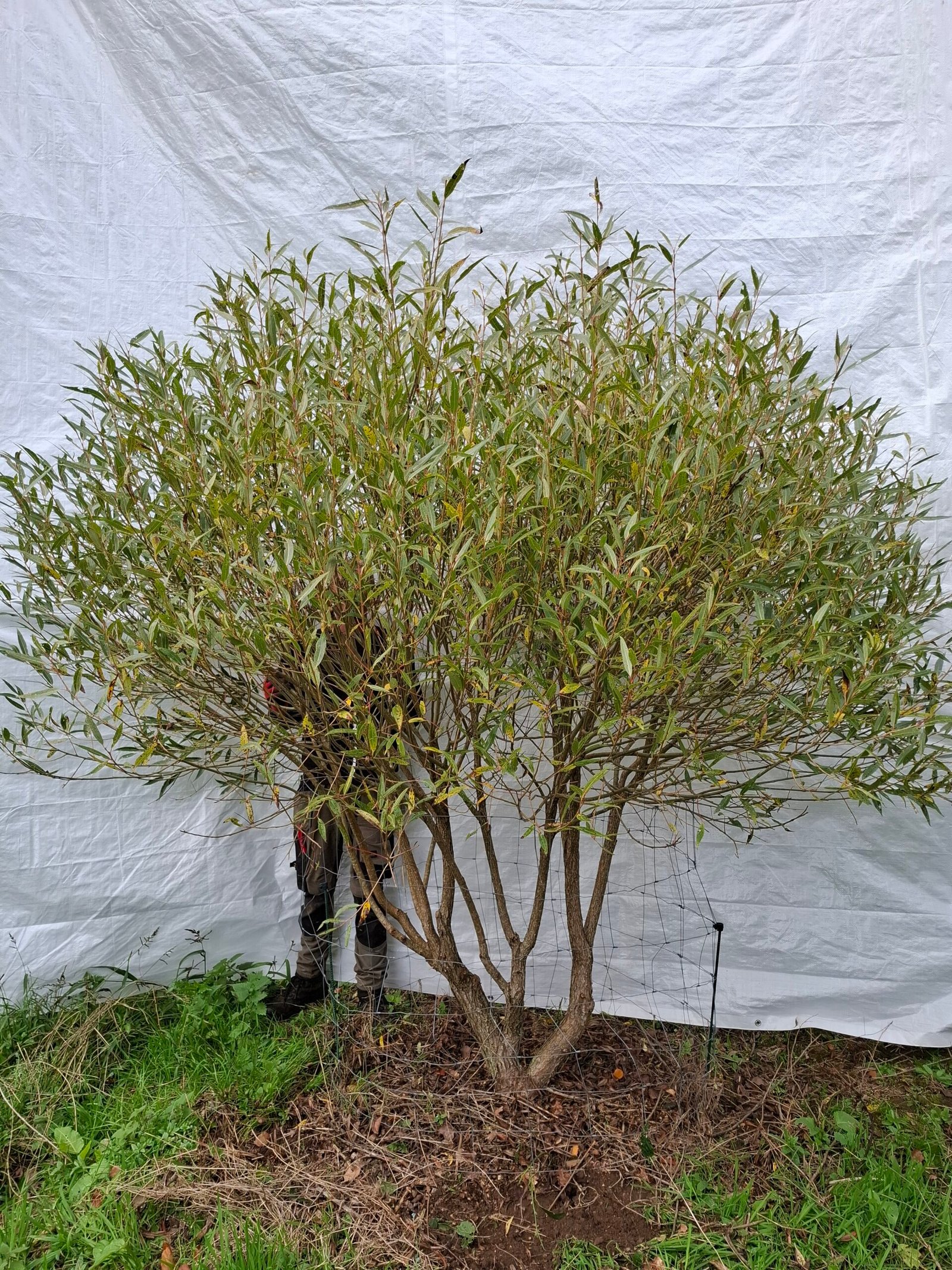 Skørpil 'Bullata' – nr. 25-172