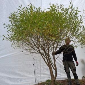 Skørpil 'Bullata'  – nr. 25-174