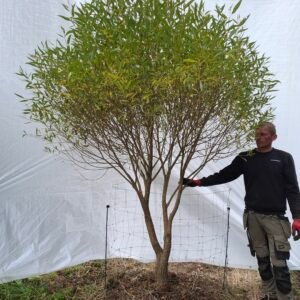 Skørpil 'Bullata'  – nr. 25-175