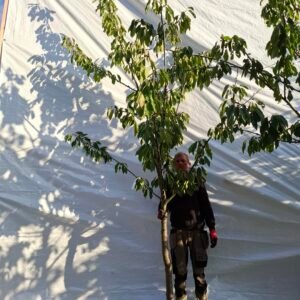 Kirsebær (Stella) – nr. 25-176 a