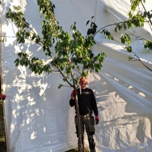 Kirsebær (Stella) – nr. 25-177 a