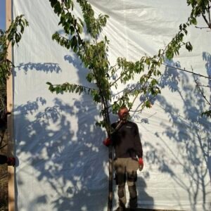 Kirsebær (Stella) – nr. 25-181 c