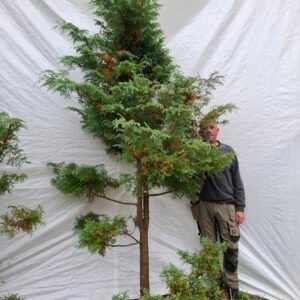 Blød ene – nr. 25-192