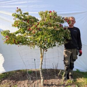 Korea kornel – nr. 25-197