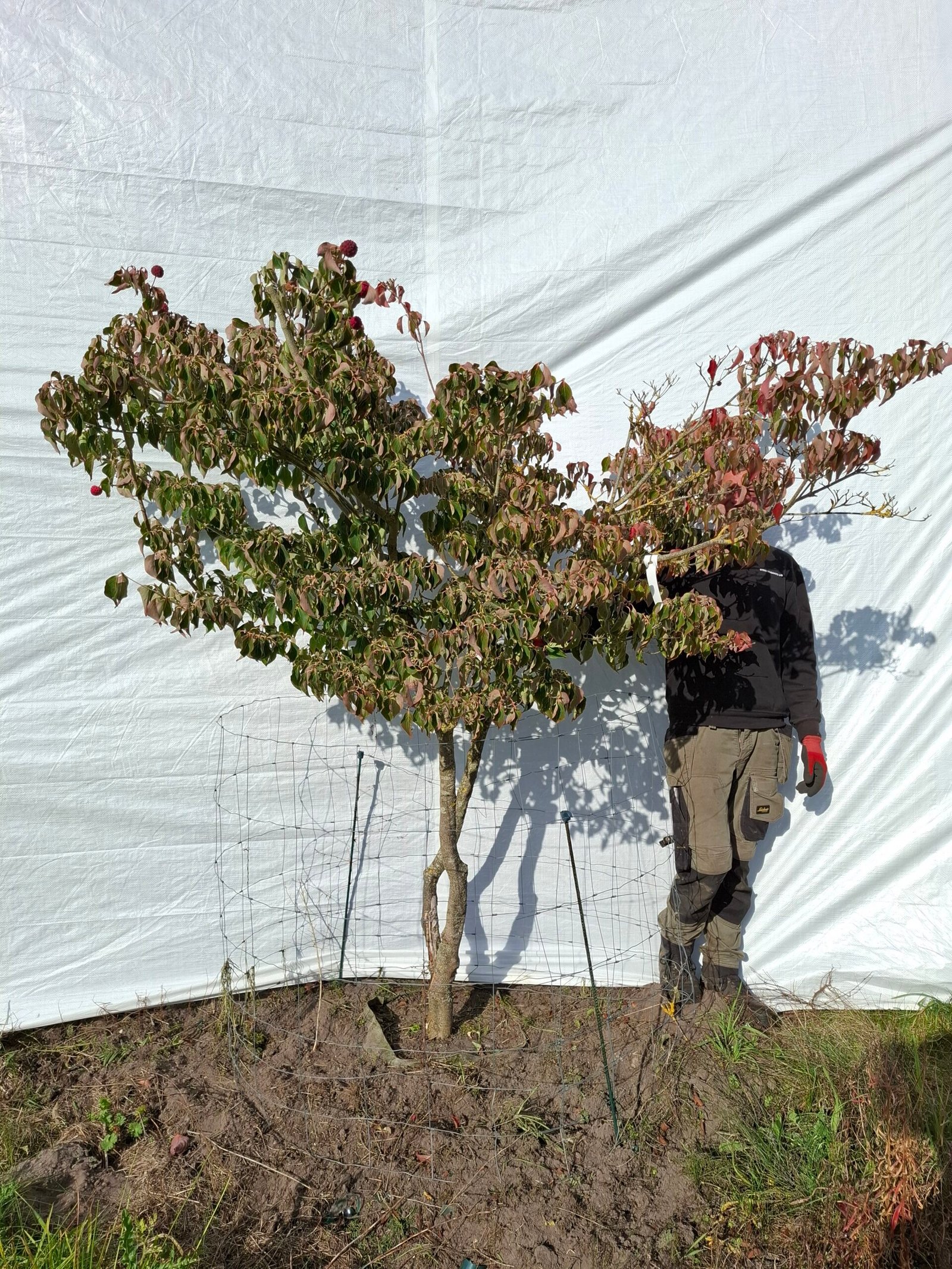 Korea kornel – nr. 25-198