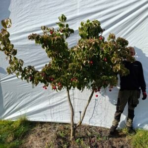 Korea kornel – nr. 25-201