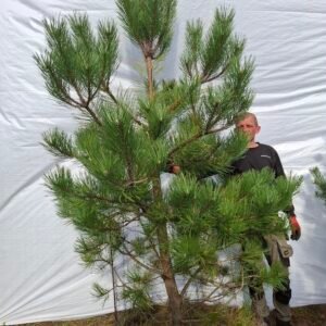 Østrisk fyr – nr. 25-206 f