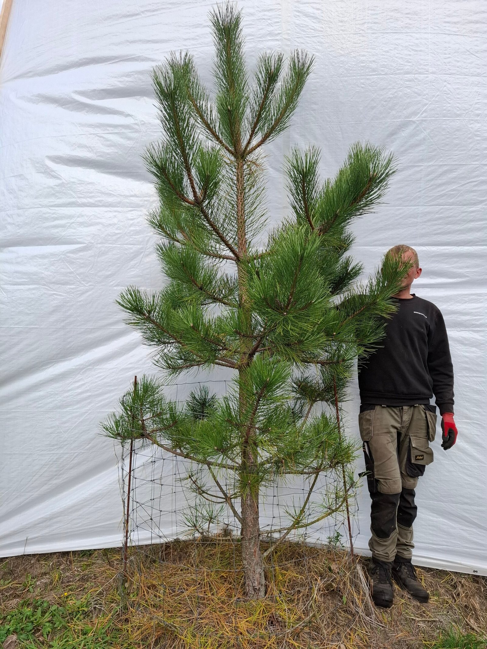 Østrisk fyr – nr. 25-208 f