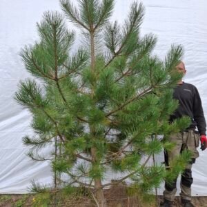 Østrisk fyr – nr. 25-209 f