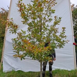 Stilkeg  – nr. 25-213