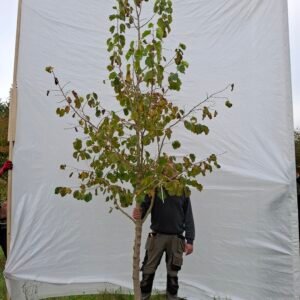 Tyrkisk hassel – nr. 25-221 pl