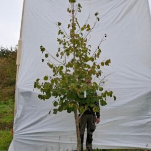 Tyrkisk hassel – nr. 25-222 pl