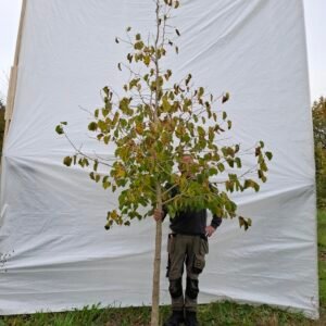 Tyrkisk hassel – nr. 25-223 pl