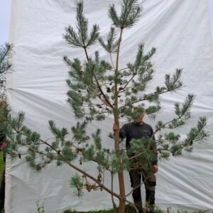 Stenhøjgårds egen skovfyr – nr. 25-224