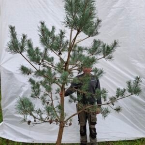 Stenhøjgårds egen skovfyr – nr. 25-225