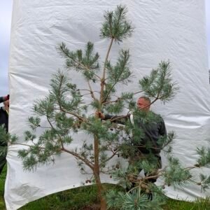 Stenhøjgårds egen skovfyr – nr. 25-226