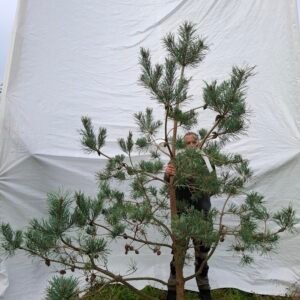 Stenhøjgårds egen skovfyr – nr. 25-227