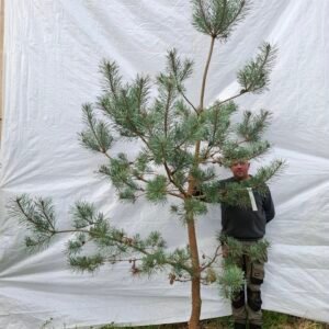 Stenhøjgårds egen skovfyr – nr. 25-229