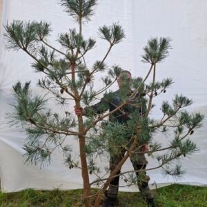 Stenhøjgårds egen skovfyr – nr. 25-231