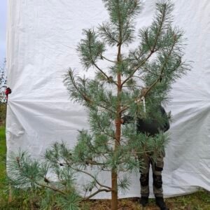 Stenhøjgårds egen skovfyr – nr. 25-232