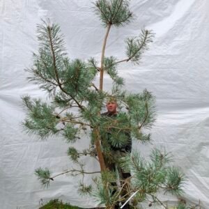 Stenhøjgårds egen skovfyr – nr. 25-233